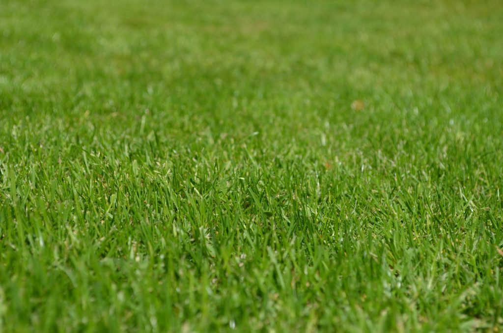Graszodenkopen.nl